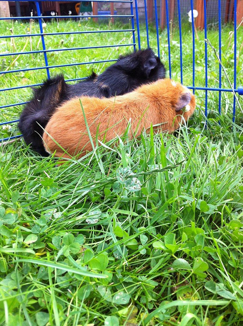 Marsvin Olivia *RIP* billede 11