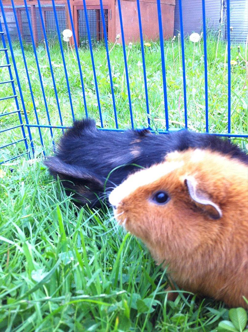 Marsvin Olivia *RIP* billede 12