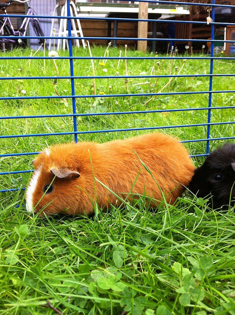 Marsvin Olivia *RIP* billede 13