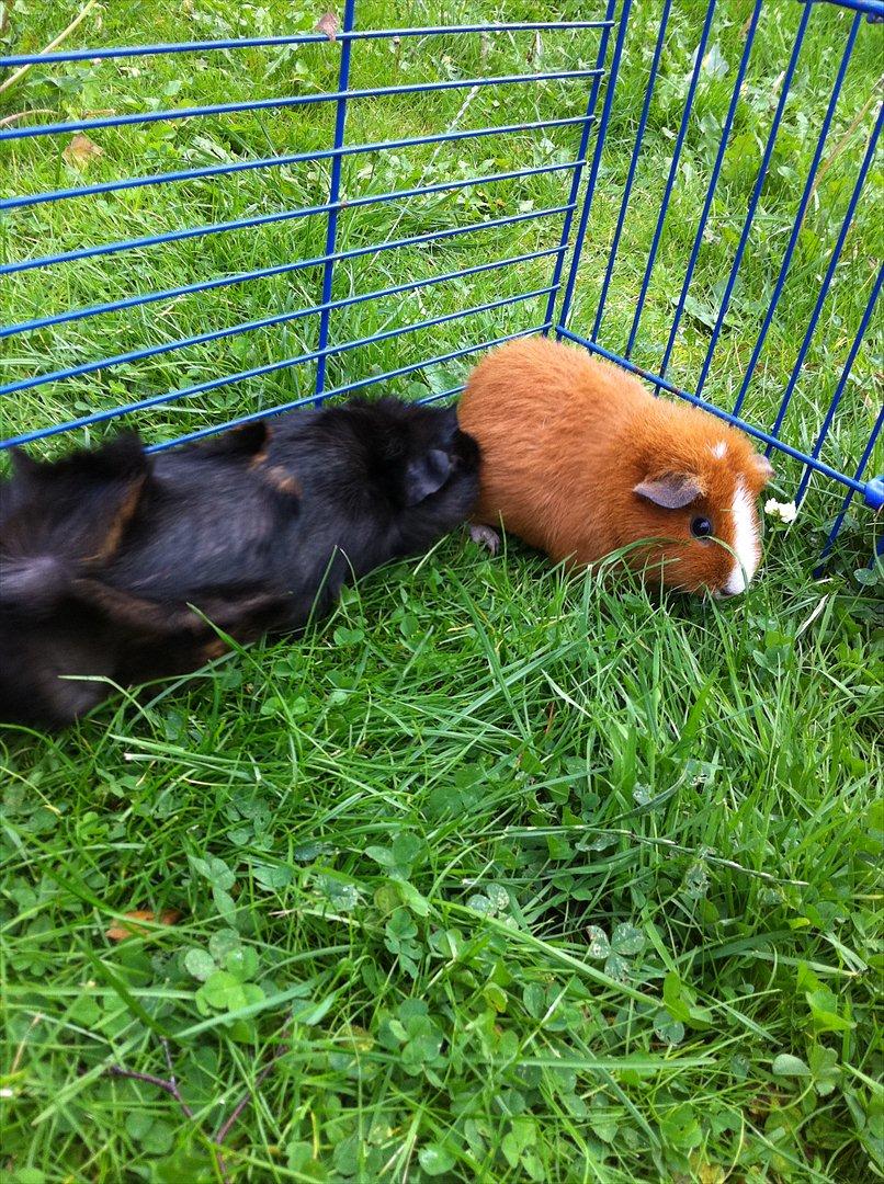 Marsvin Olivia *RIP* - olivia og tulle:D billede 14