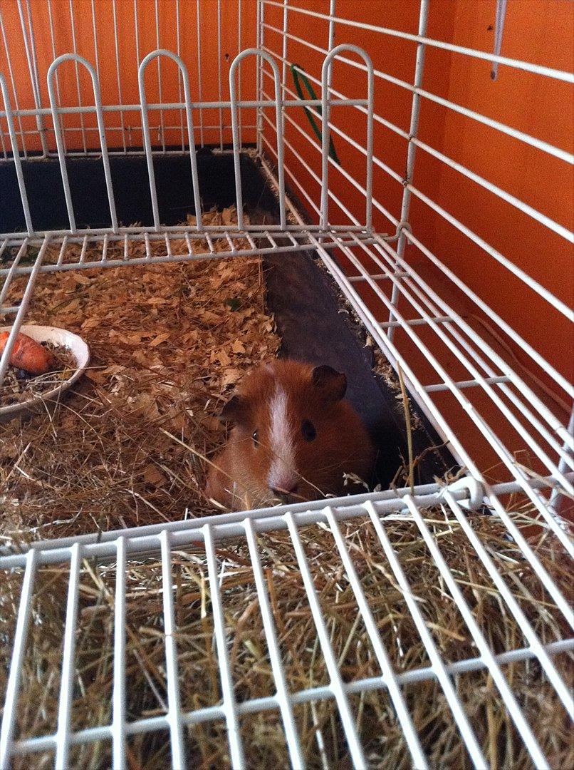 Marsvin Olivia *RIP* - hvad sker der deroppe?:D billede 15
