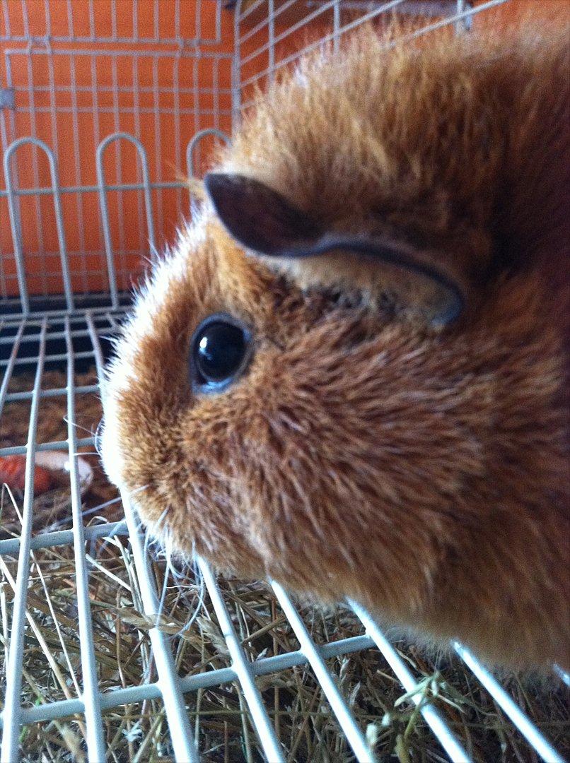 Marsvin Olivia *RIP* billede 16