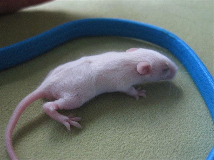 Mus VM's "KevJumba" R.I.P. - KevJumba, 1 uge billede 20