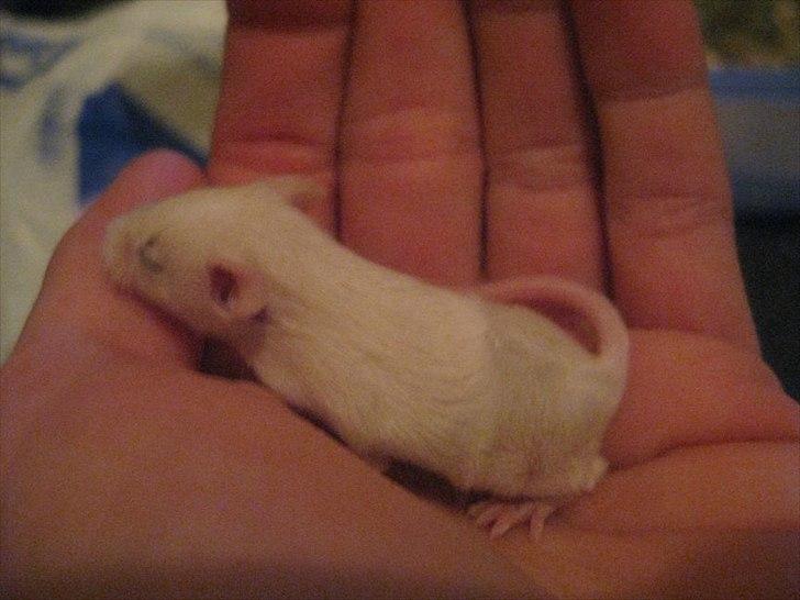 Mus VM's "KevJumba" R.I.P. - KevJumba, 1½ uge. billede 19