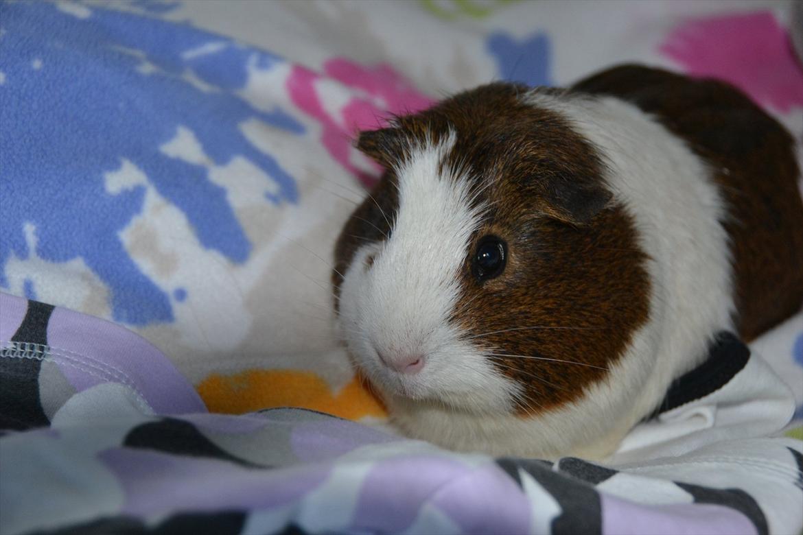 Marsvin Tilde SOLGT billede 1