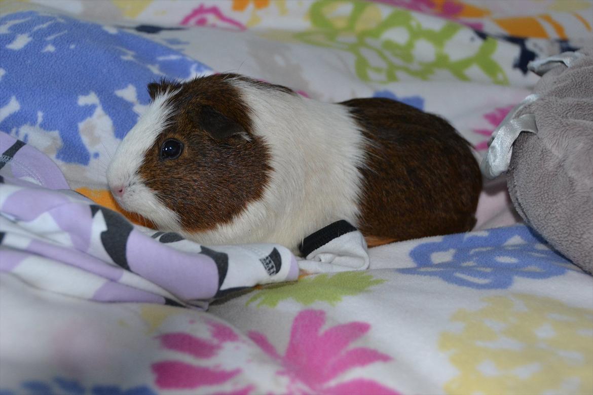 Marsvin Tilde SOLGT - søde tilde i min seng billede 2