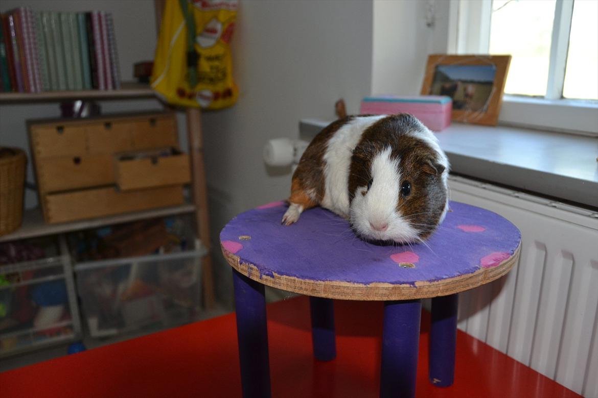 Marsvin Tilde SOLGT billede 3