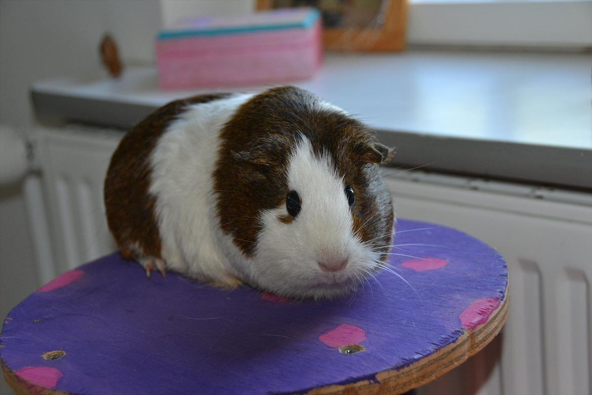 Marsvin Tilde SOLGT - hun er da smuk billede 4