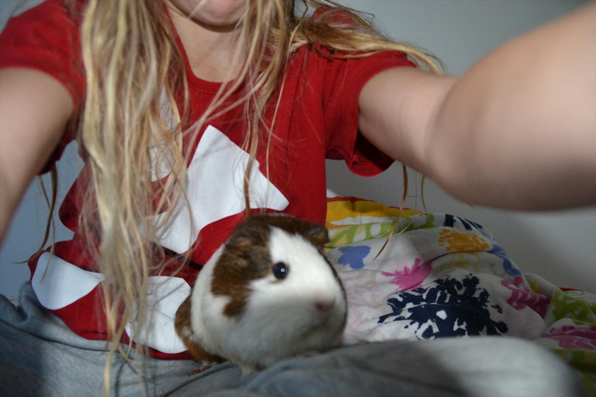 Marsvin Tilde SOLGT - dårlig billede men det er mig og tilde farvel! billede 5