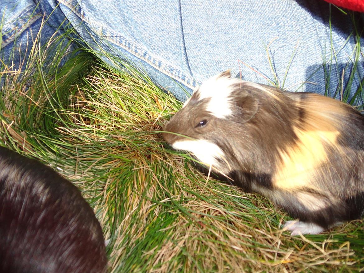Marsvin Monjo - Solen, græsset og en hun med kort lunte.. ikke underligt at man bliver træt billede 8