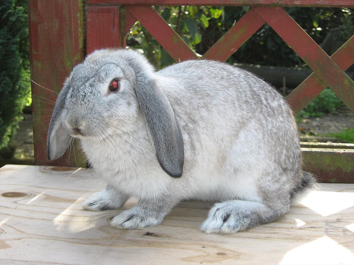 Kanin Lisáthos Elementum Indium billede 4