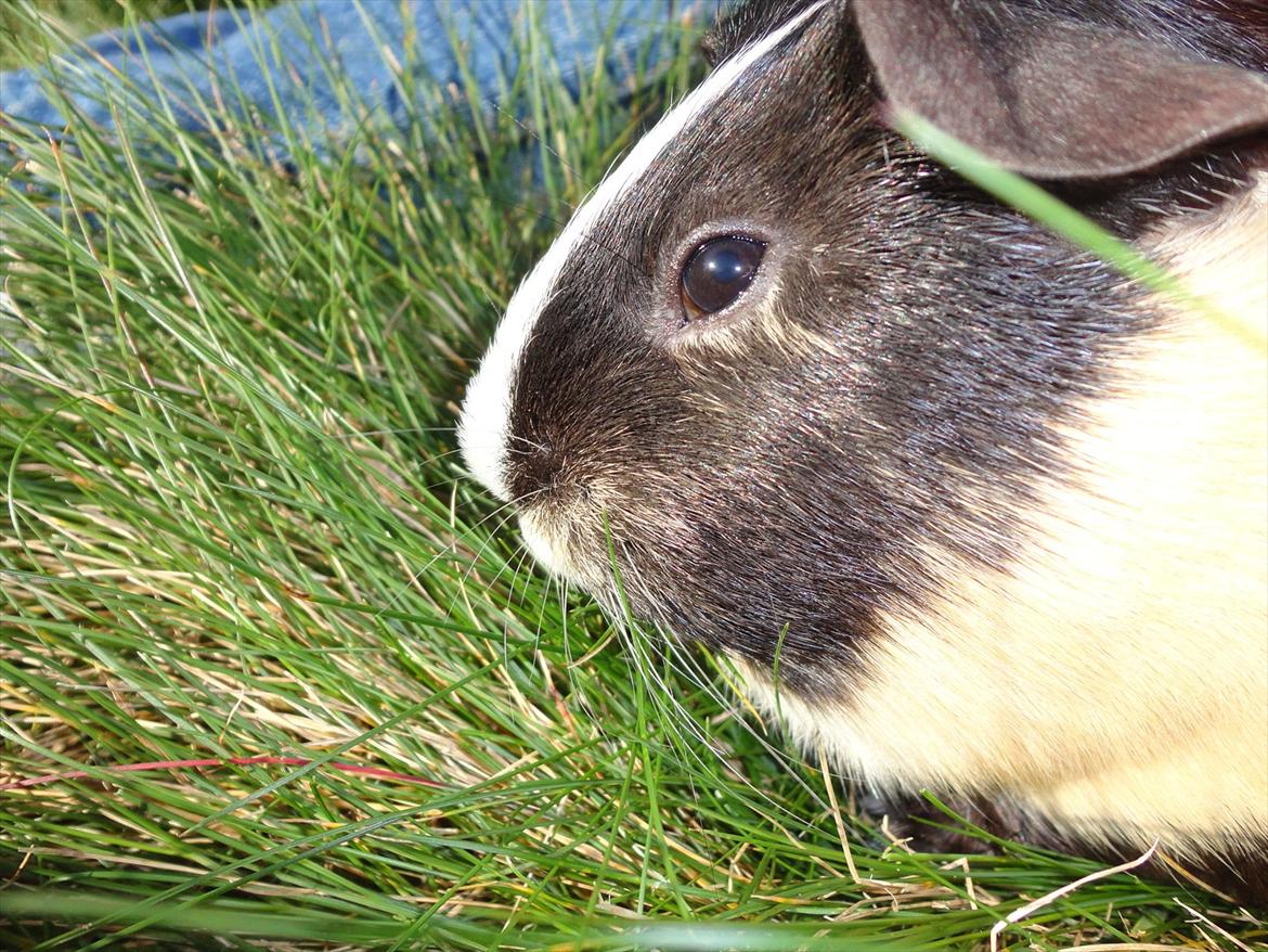 Marsvin Tess  - Tess ude i solen billede 13