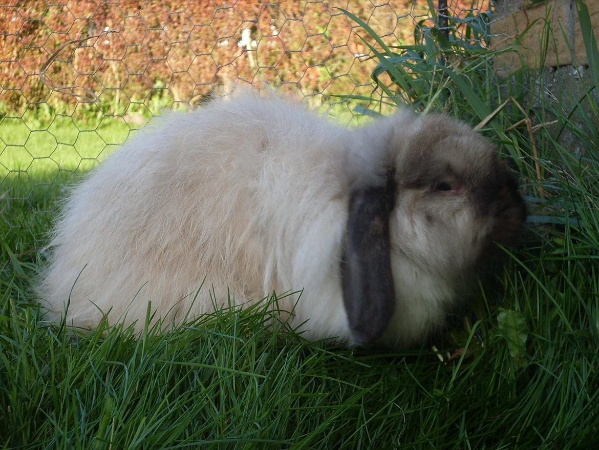 Kanin Winds Nazir Neela Niizla billede 7