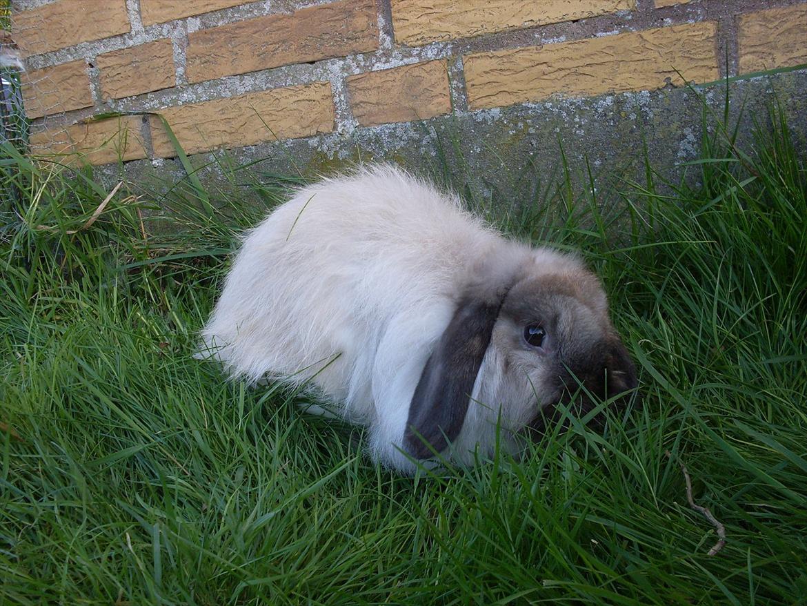 Kanin Winds Nazir Neela Niizla billede 9