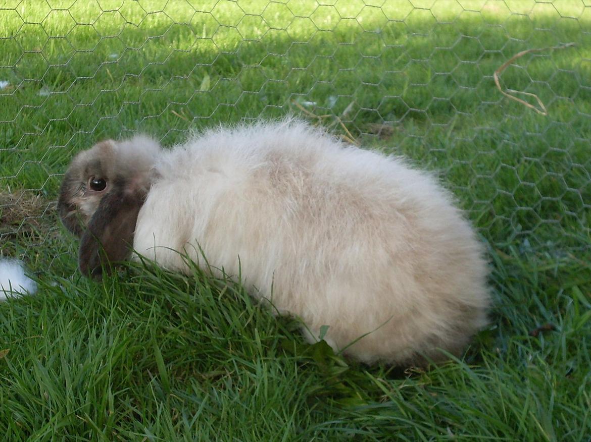 Kanin Winds Nazir Neela Niizla billede 10