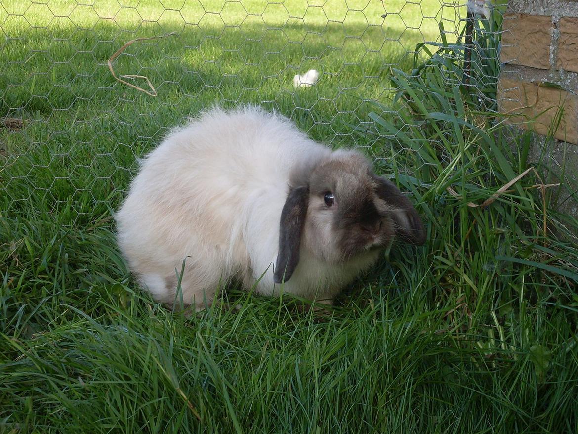 Kanin Winds Nazir Neela Niizla billede 11