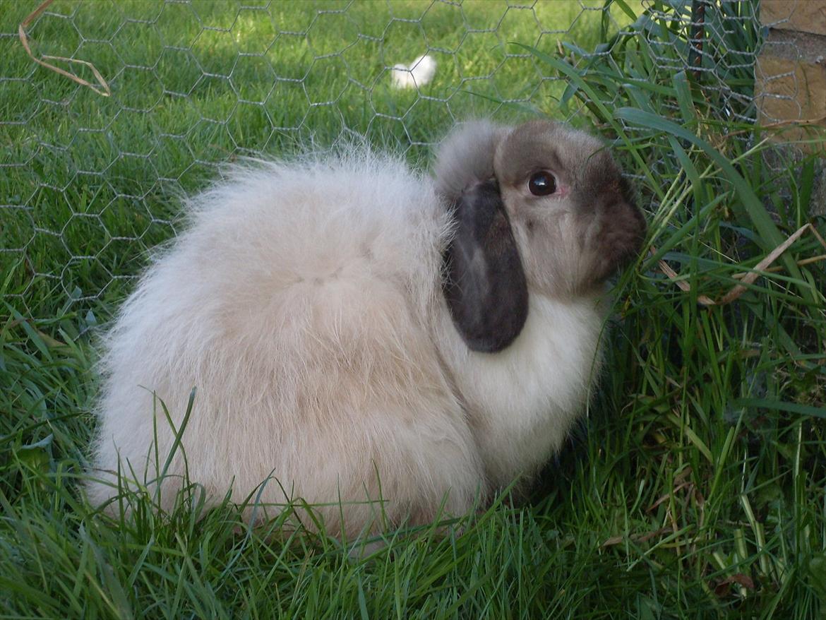 Kanin Winds Nazir Neela Niizla billede 13