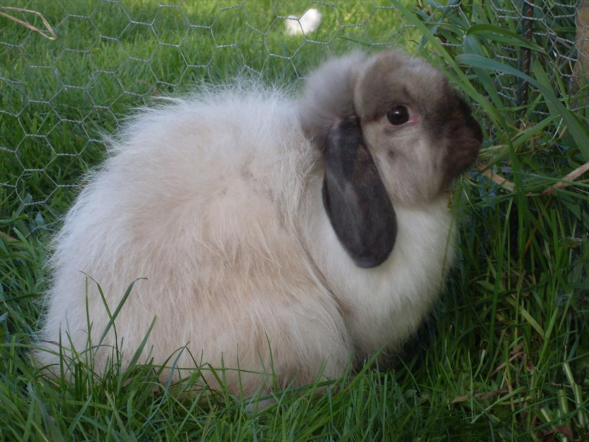 Kanin Winds Nazir Neela Niizla billede 14