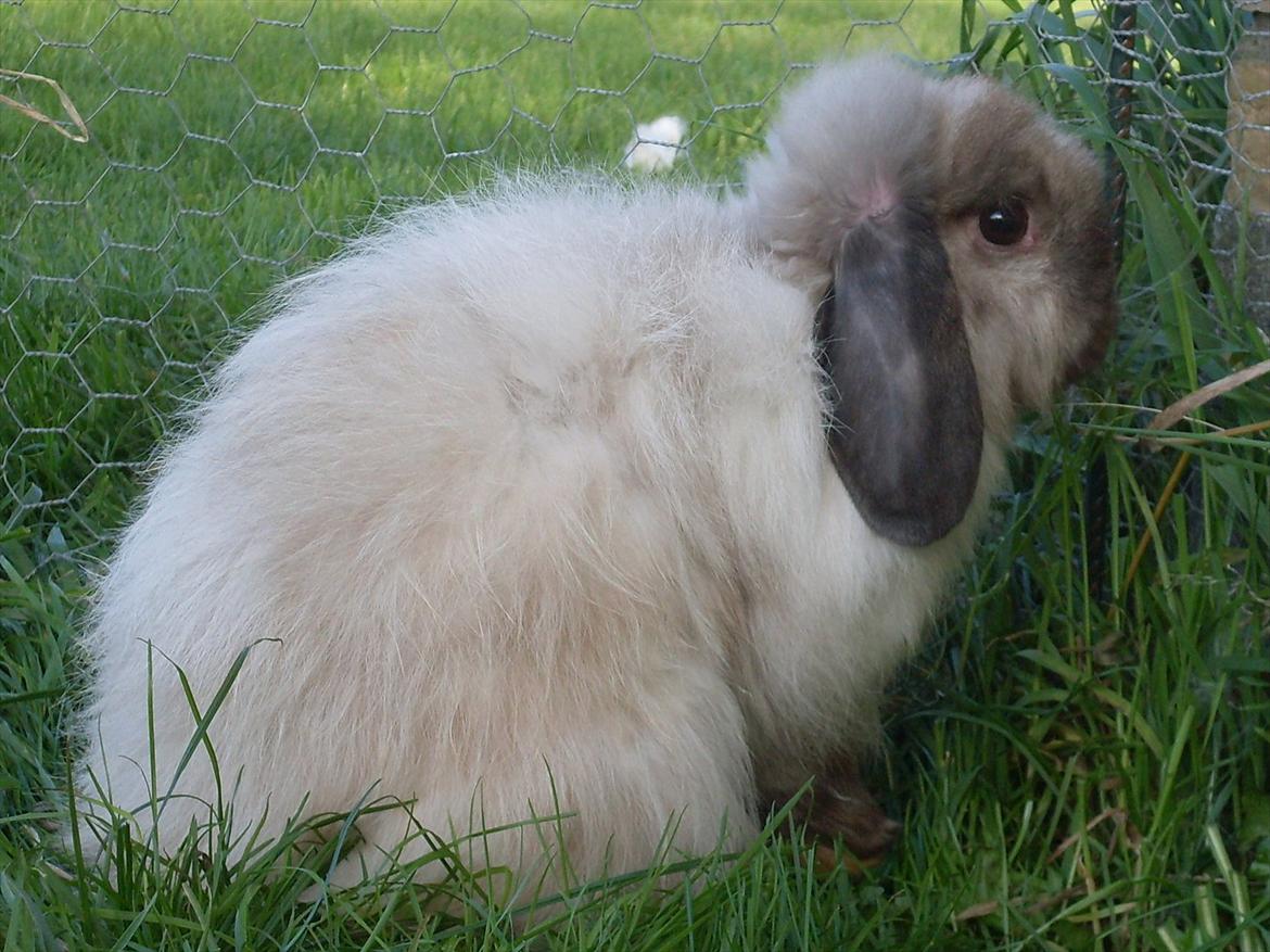 Kanin Winds Nazir Neela Niizla billede 17