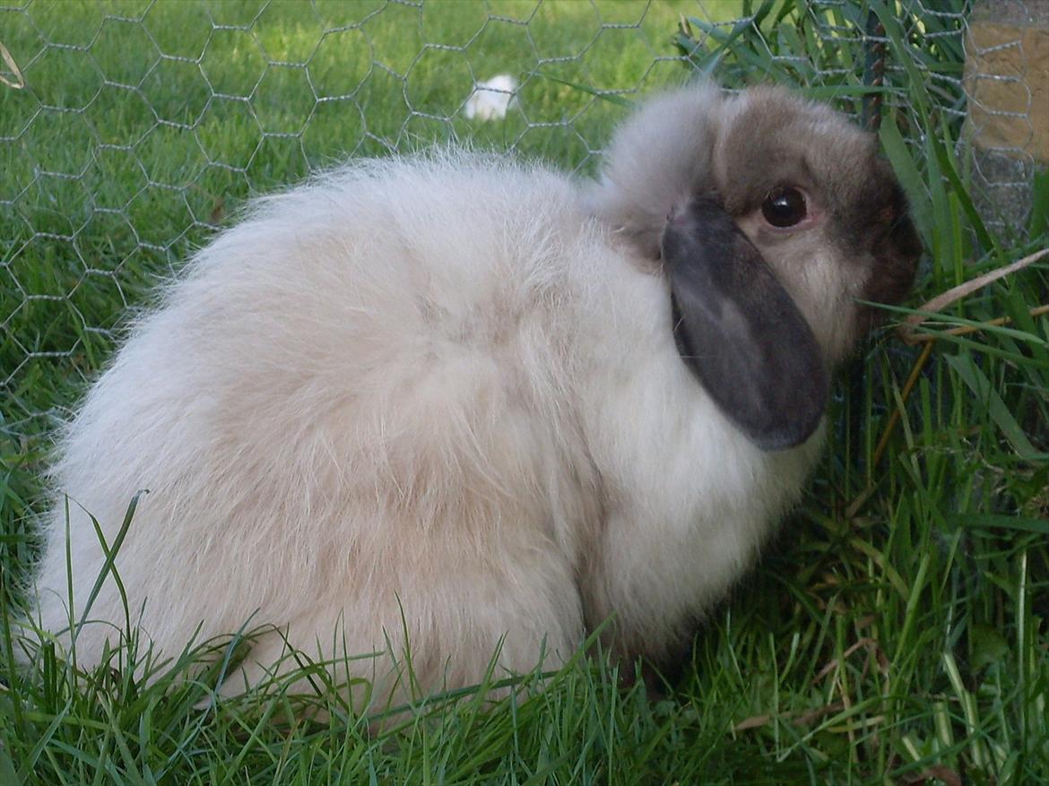 Kanin Winds Nazir Neela Niizla billede 18