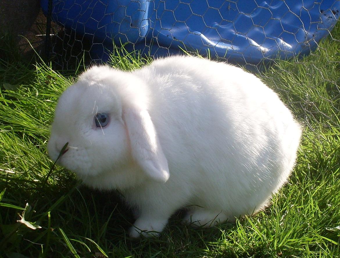 Kanin Miley  billede 4