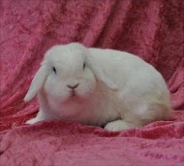 Kanin Miley  billede 3