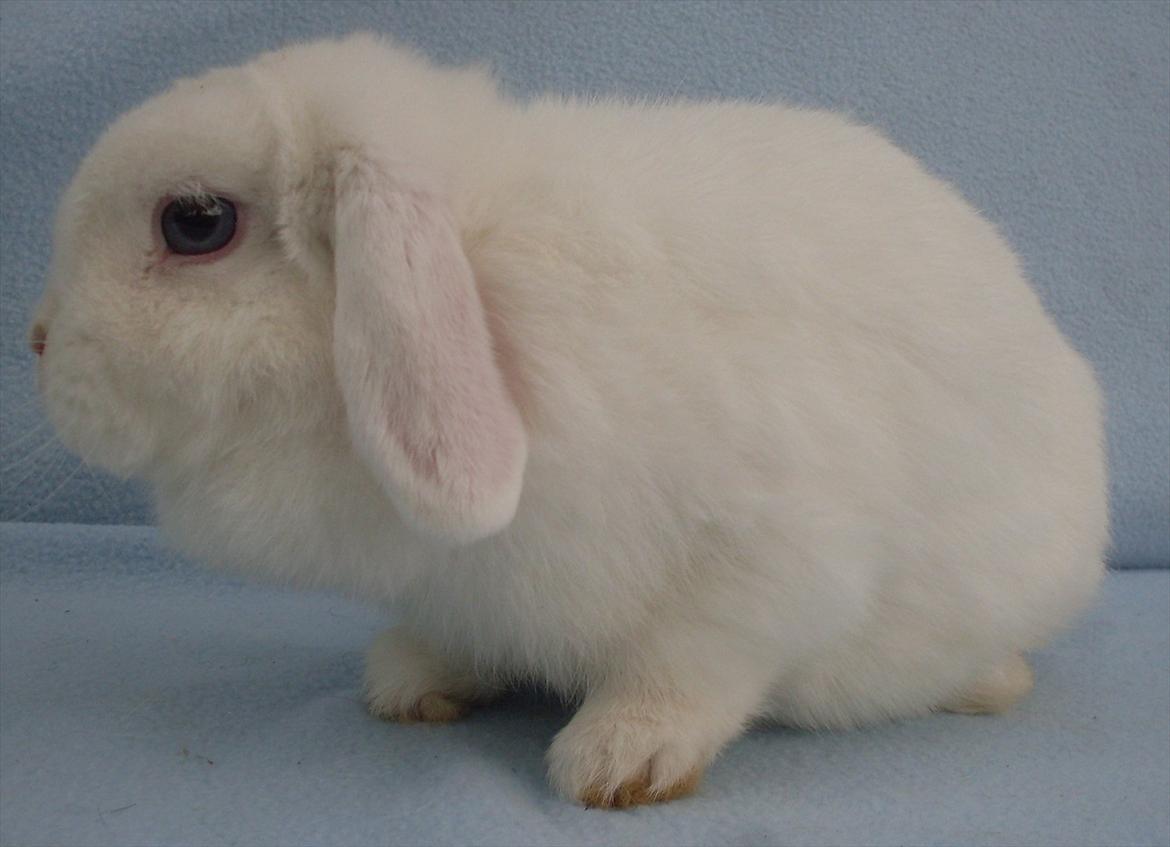 Kanin Miley  billede 5