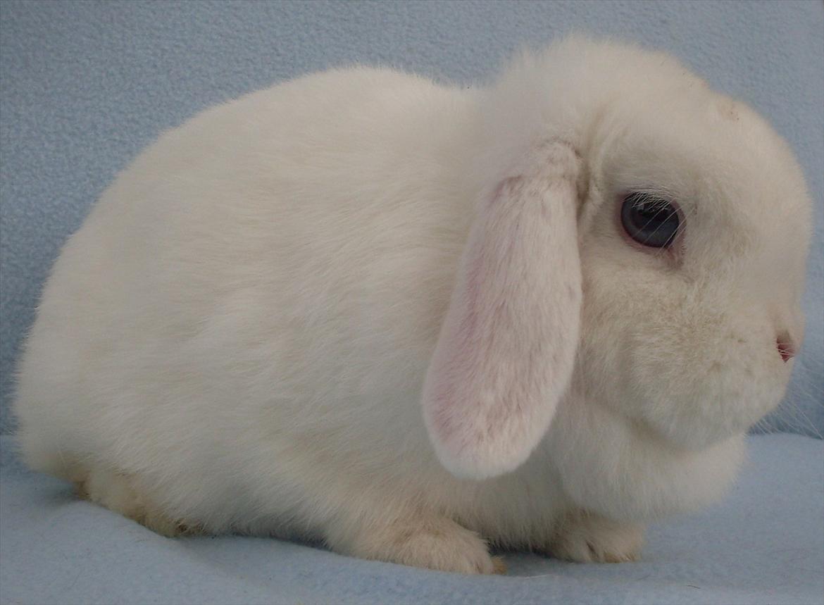 Kanin Miley  billede 6