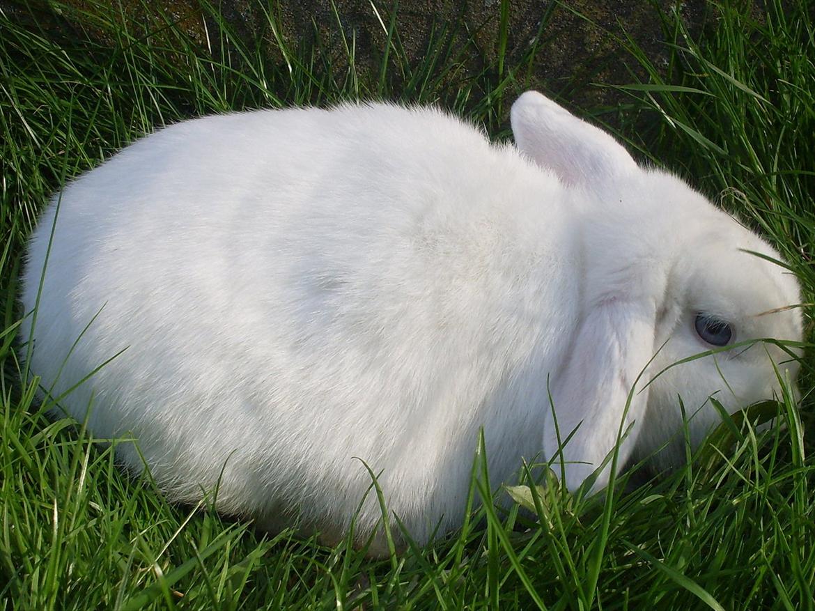 Kanin Miley  billede 7