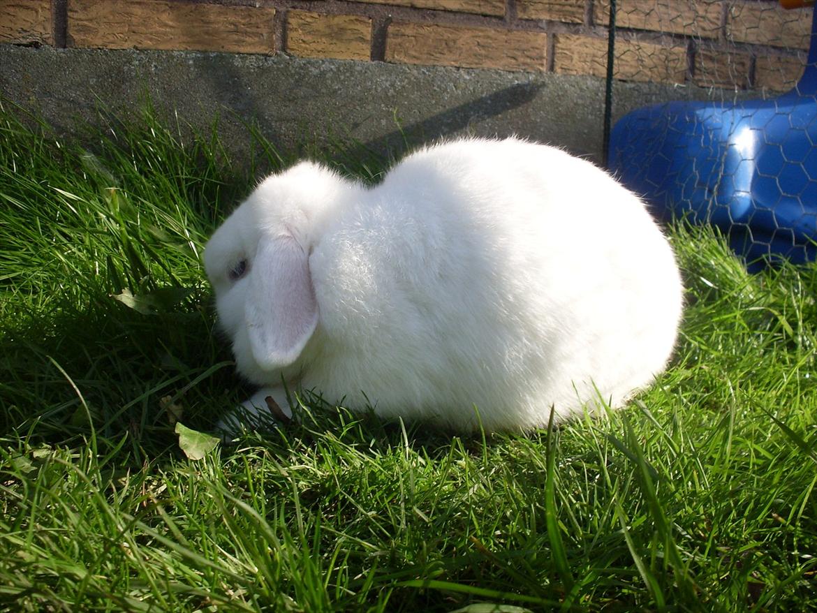 Kanin Miley  billede 8