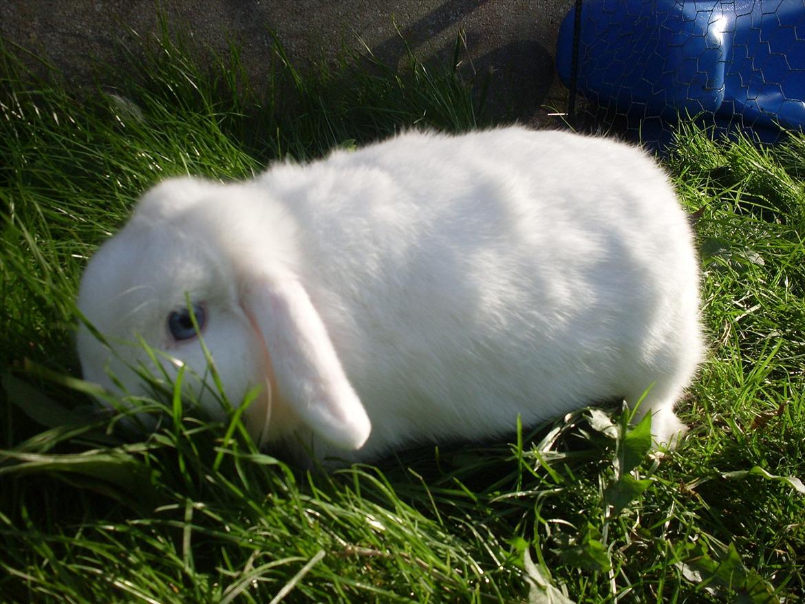 Kanin Miley  billede 9