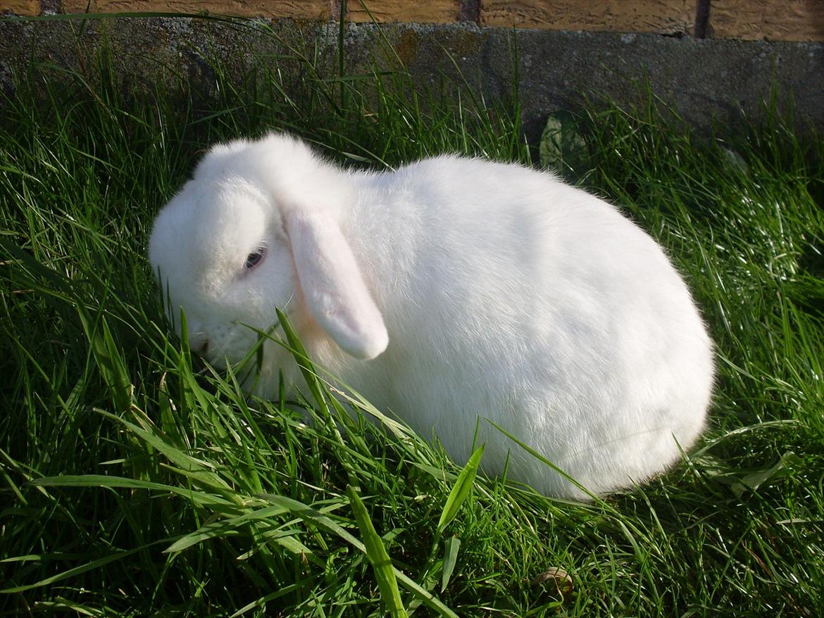 Kanin Miley  billede 10