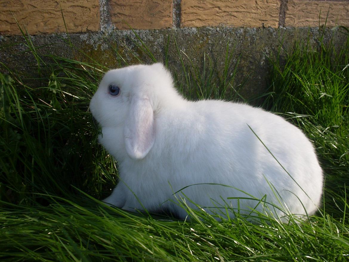 Kanin Miley  billede 11