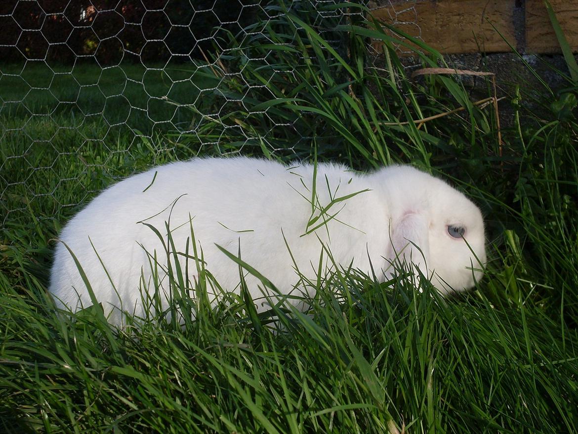 Kanin Miley  billede 12