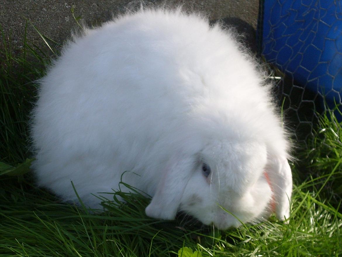 Kanin Snehvide billede 4