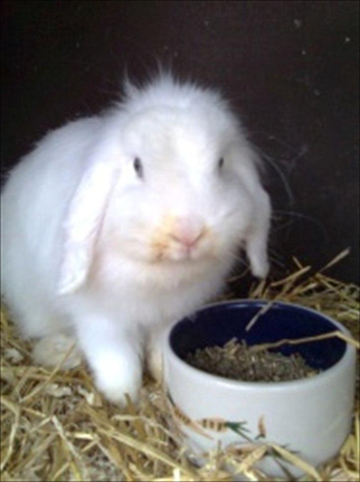 Kanin Snehvide billede 5