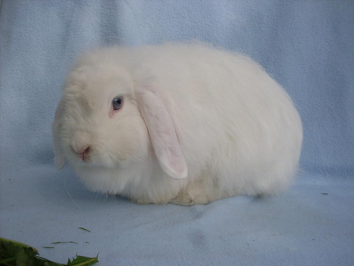 Kanin Snehvide billede 6