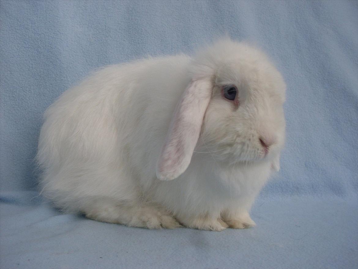Kanin Snehvide billede 3