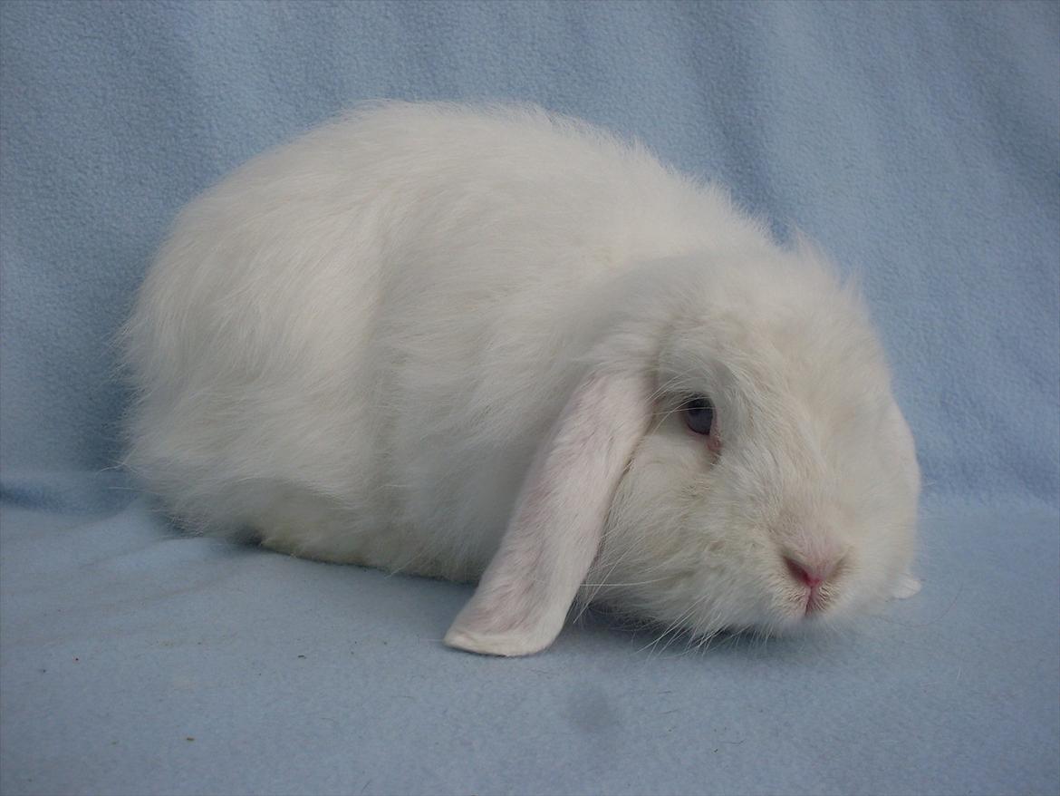 Kanin Snehvide billede 7