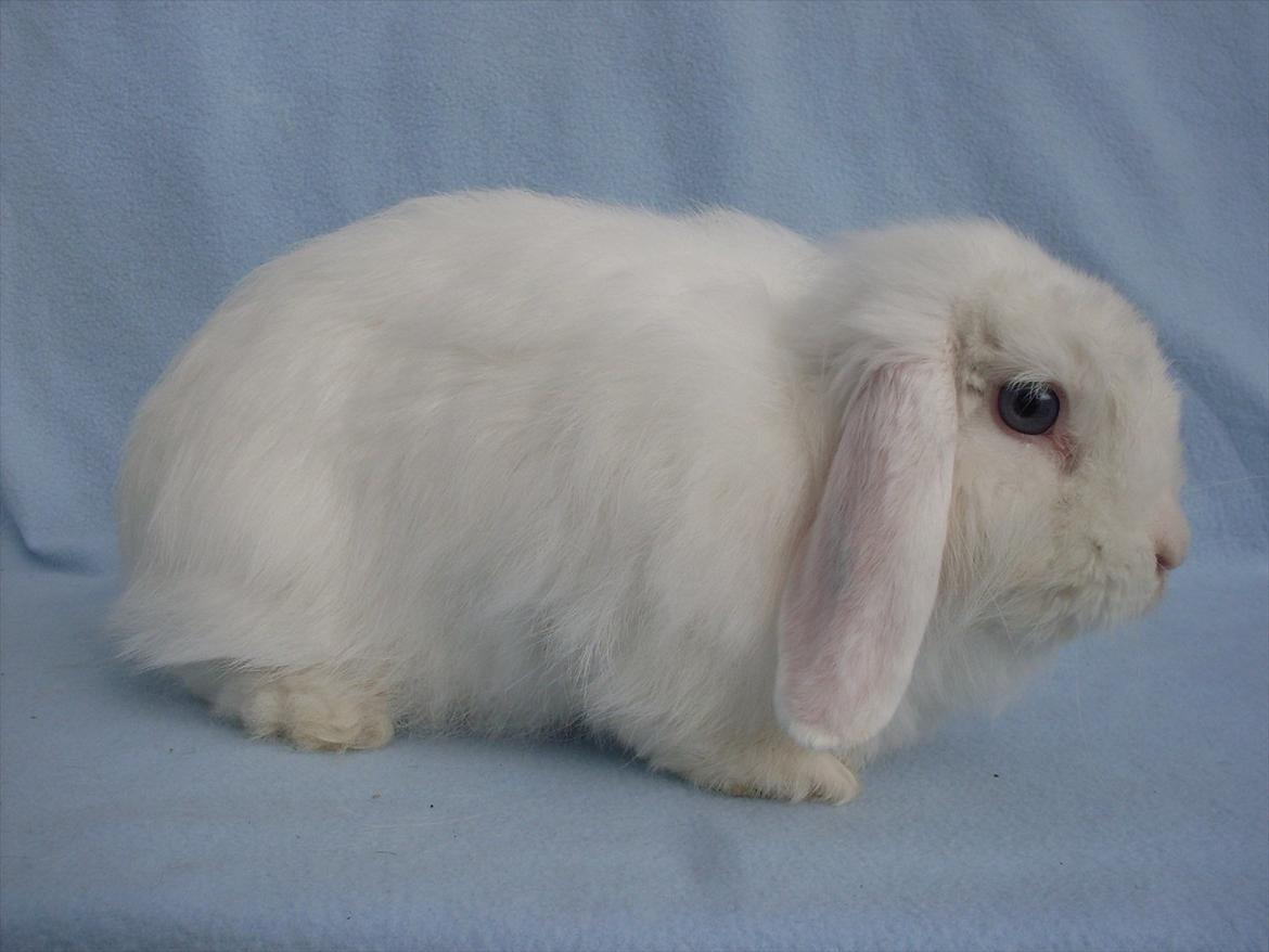 Kanin Snehvide billede 8