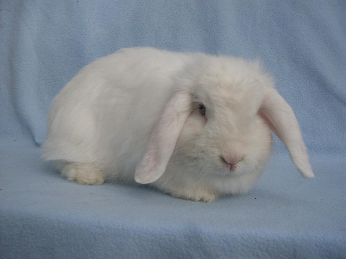 Kanin Snehvide billede 9