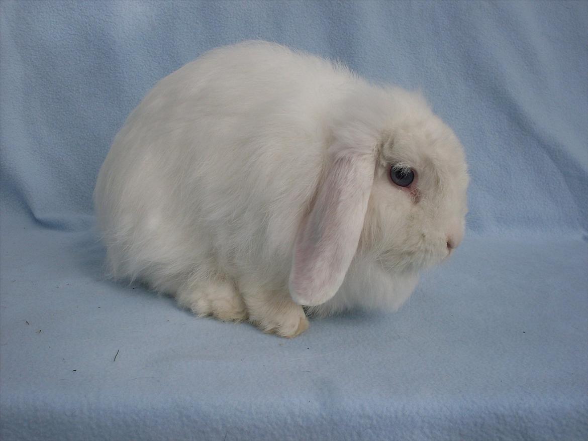 Kanin Snehvide billede 10