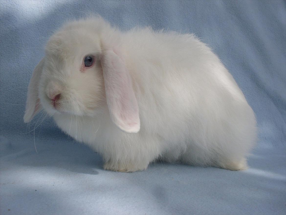 Kanin Snehvide billede 11