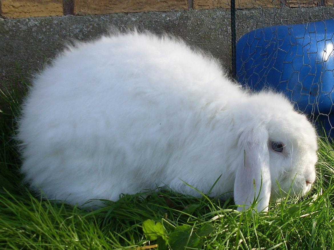 Kanin Snehvide billede 12