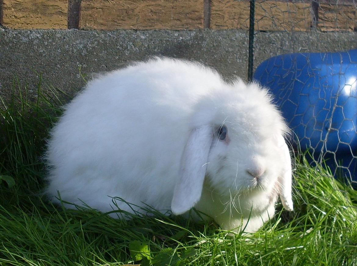 Kanin Snehvide billede 13