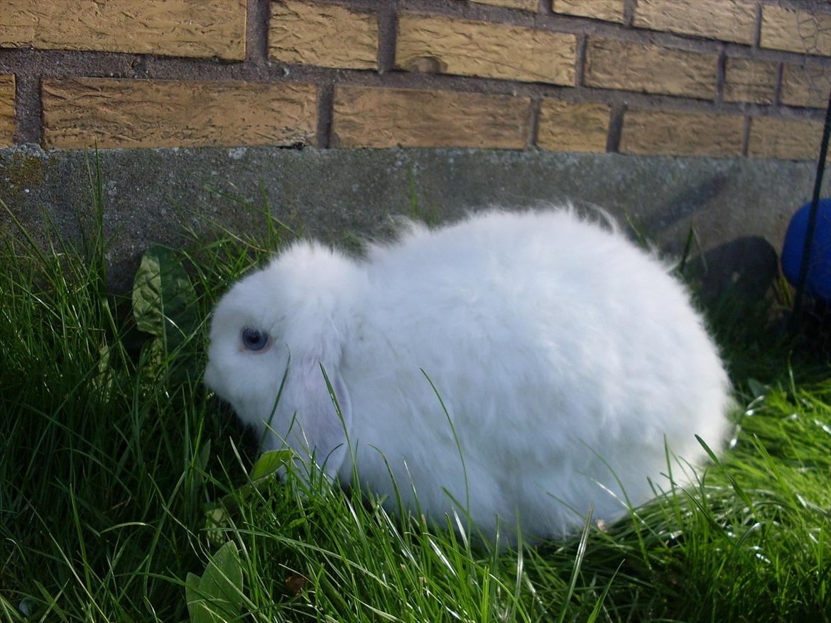Kanin Snehvide billede 14