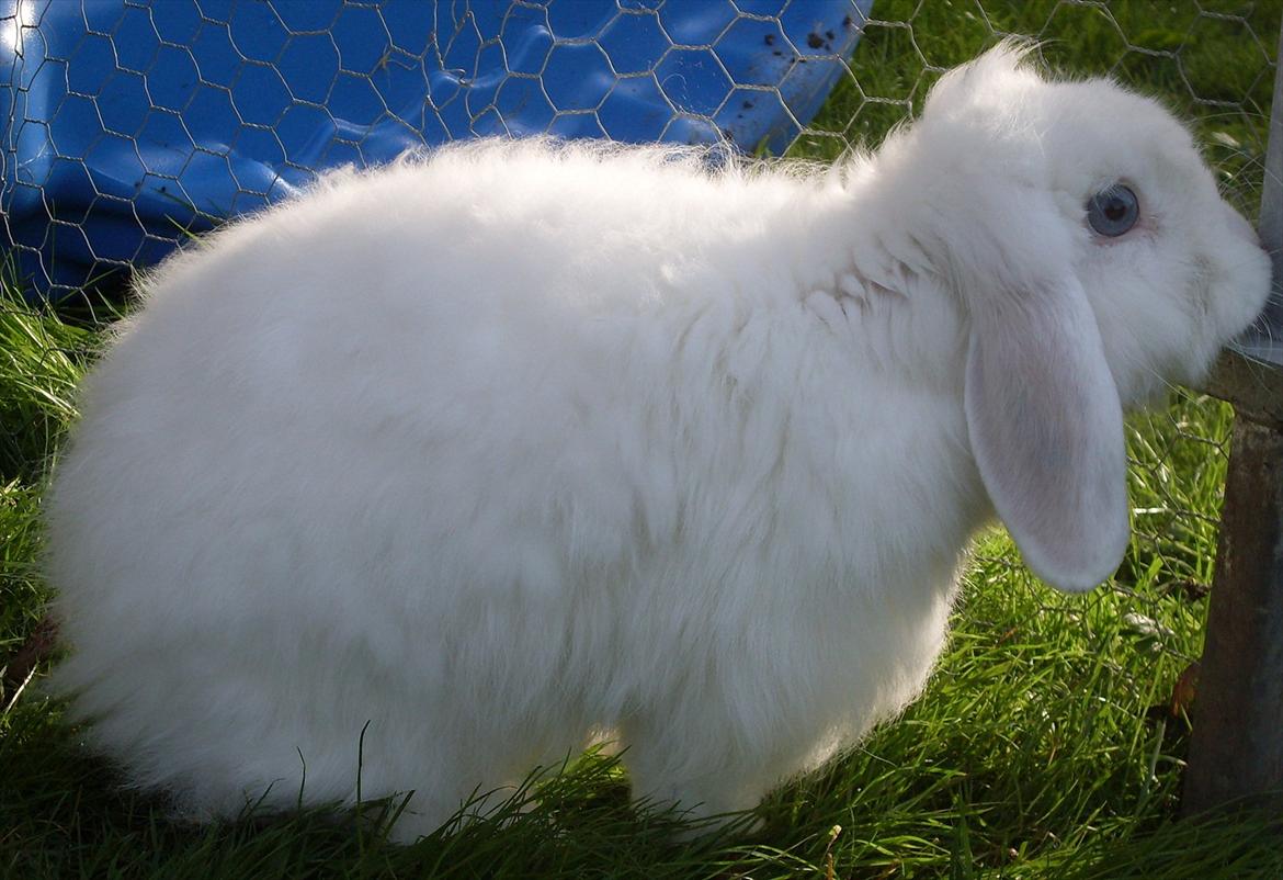 Kanin Snehvide billede 15