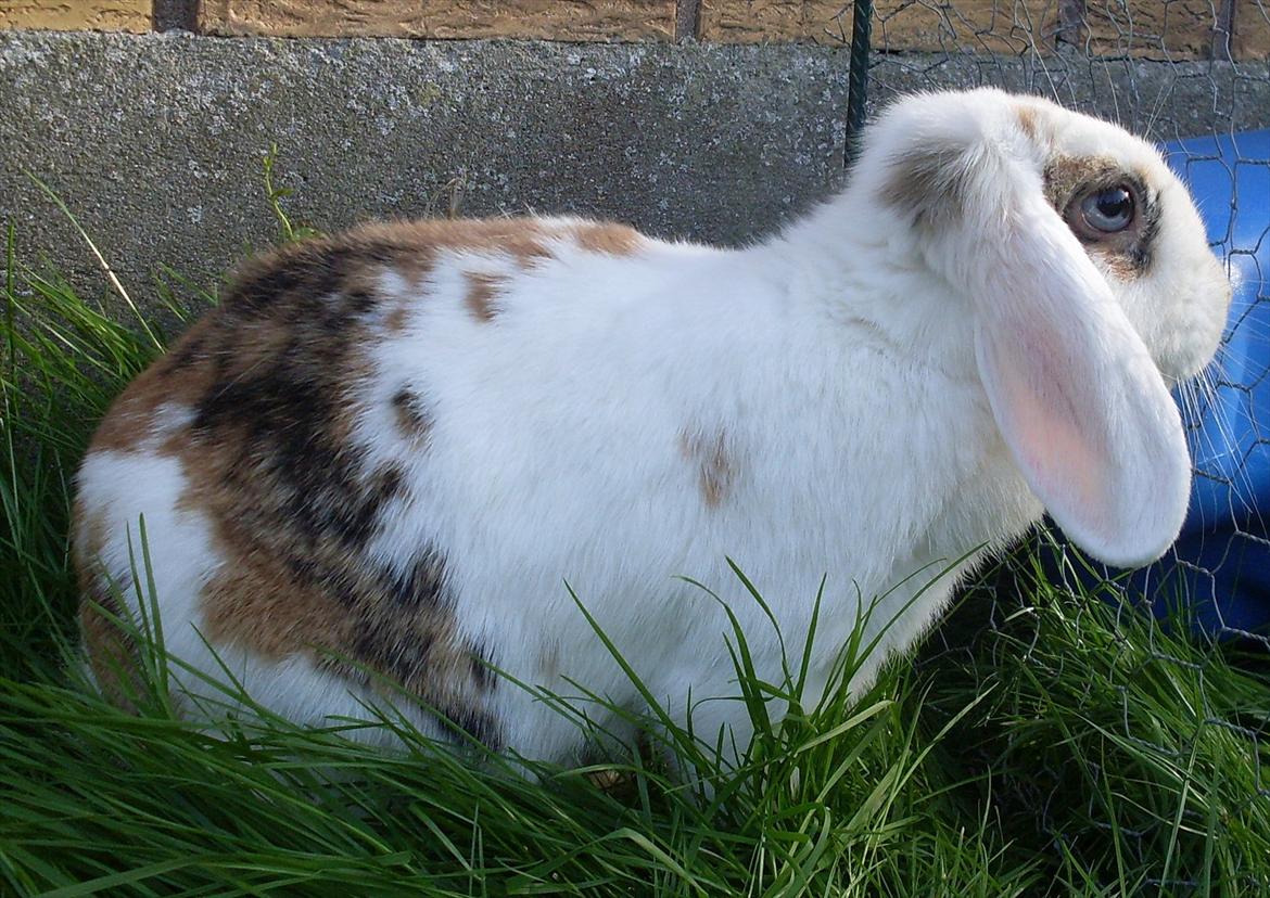 Kanin Soffie billede 4