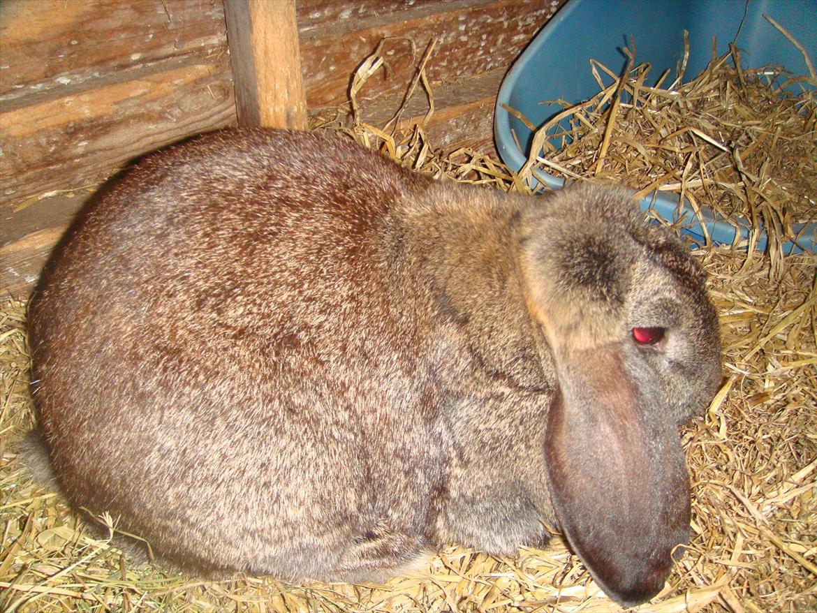 Kanin choko star død r.i.p :`( billede 1