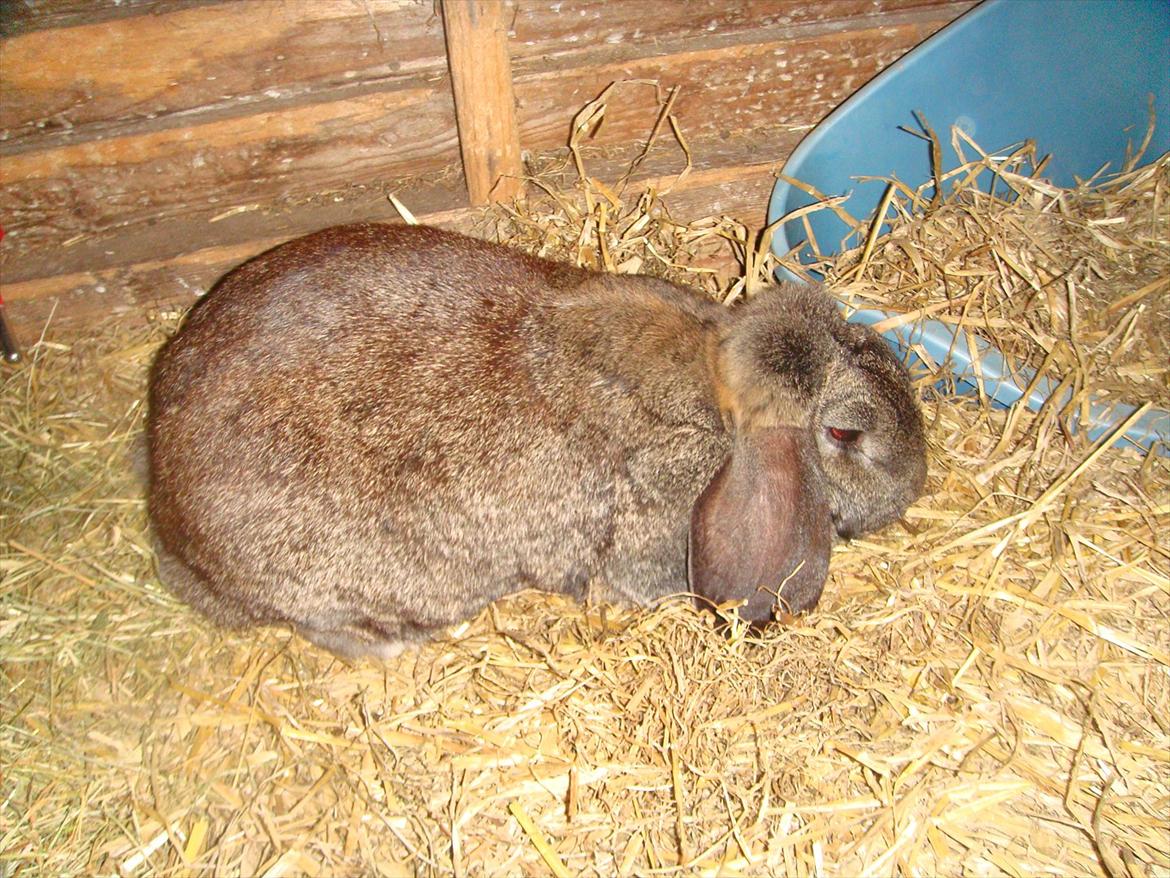 Kanin choko star død r.i.p :`( billede 2